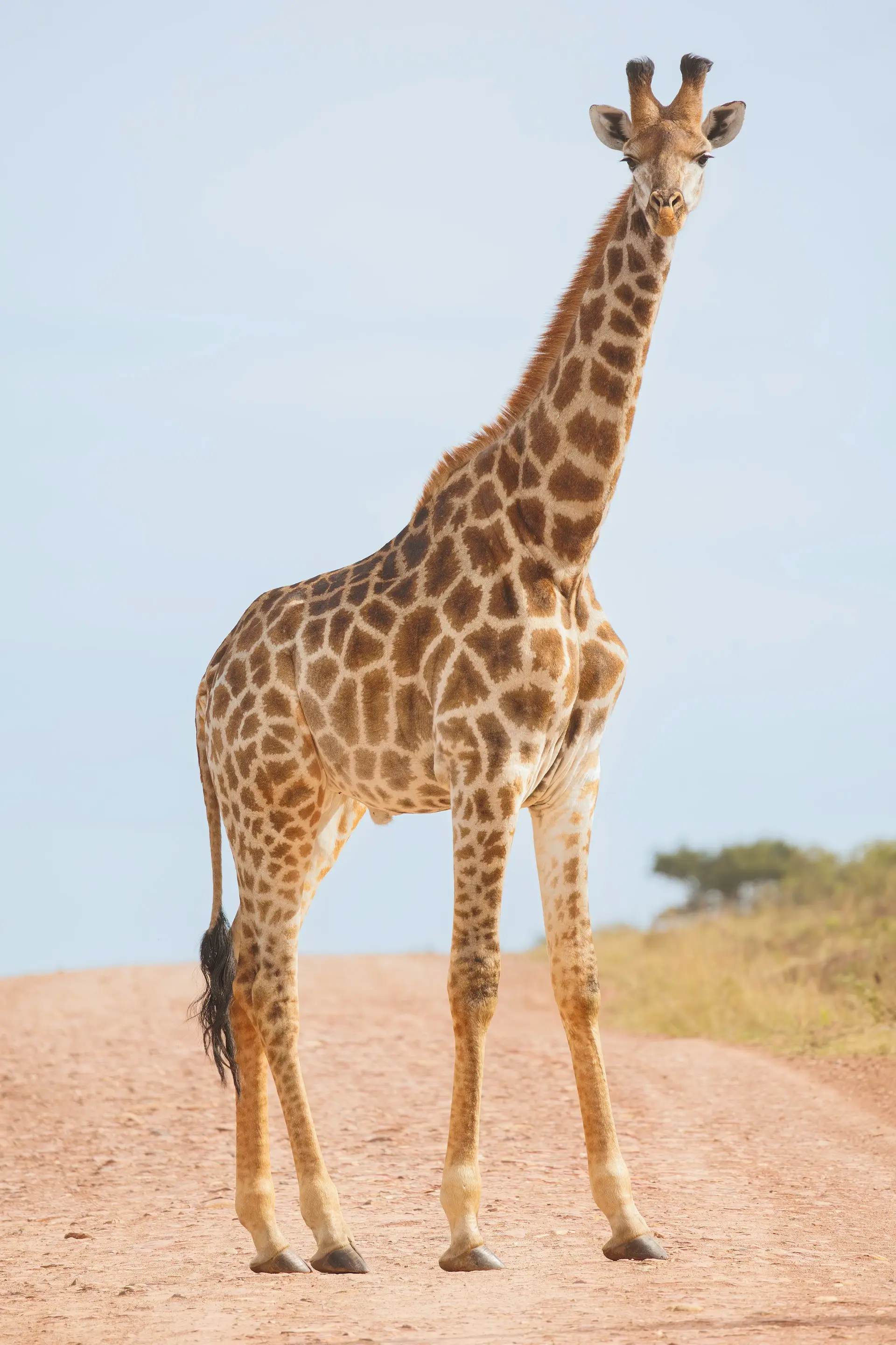 Africa At a Glance